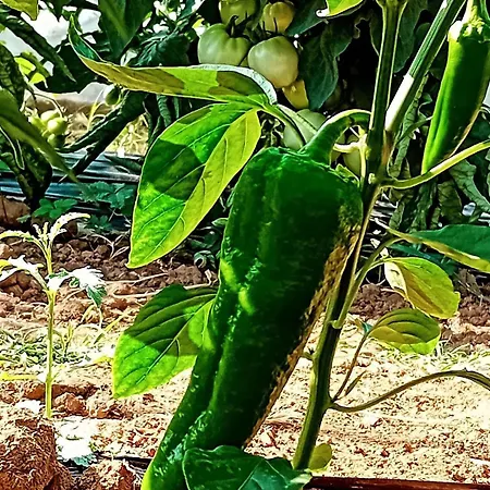 Vacation Mirasole Dom wakacyjny *